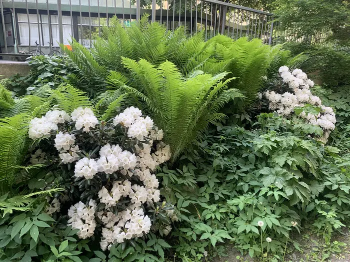 Plantering med ormbunkar och vit rhododendron